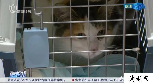 上海街头有近数十万只流浪猫？“TNR 模式”了解一下→