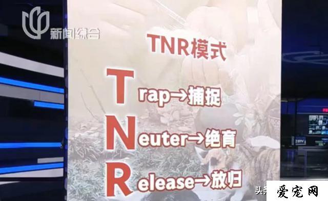 上海街头有近数十万只流浪猫？“TNR 模式”了解一下→